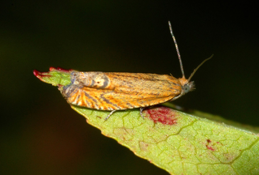 Tortridcidae 2